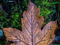 Braunes Ahornblatt mit Flecken am Boden